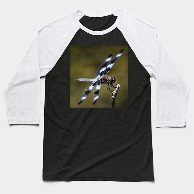 Twelve-spotted Skimmer Baseball T-Shirt by LaurieMinor